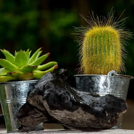 Estia * 奥林匹亚